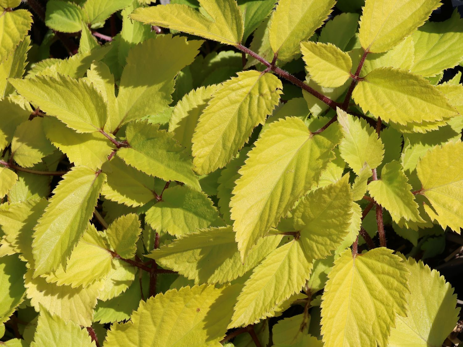 Gelblaubige Stauden-Aralie 'Sun King' ® - Aralia cordata 'Sun King' ®