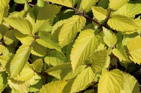 Gelblaubige Stauden-Aralie 'Sun King' ® - Aralia cordata 'Sun King' ®
