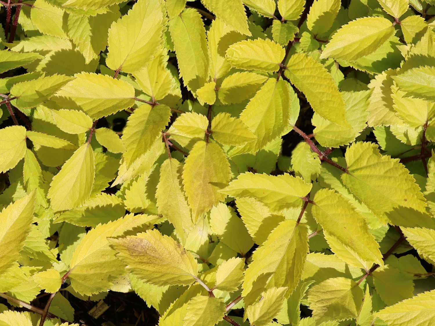 Gelblaubige Stauden-Aralie 'Sun King' ® - Aralia cordata 'Sun King' ®