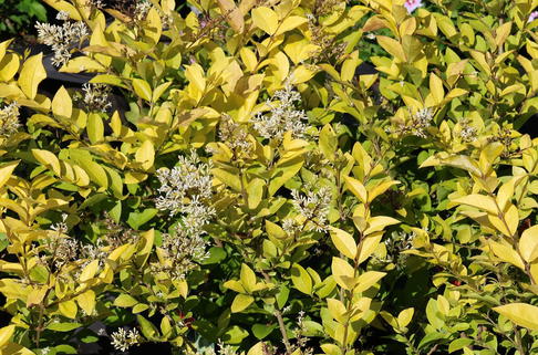 Gelblaubiger Liguster 'Vicaryi' - Ligustrum 'Vicaryi'
