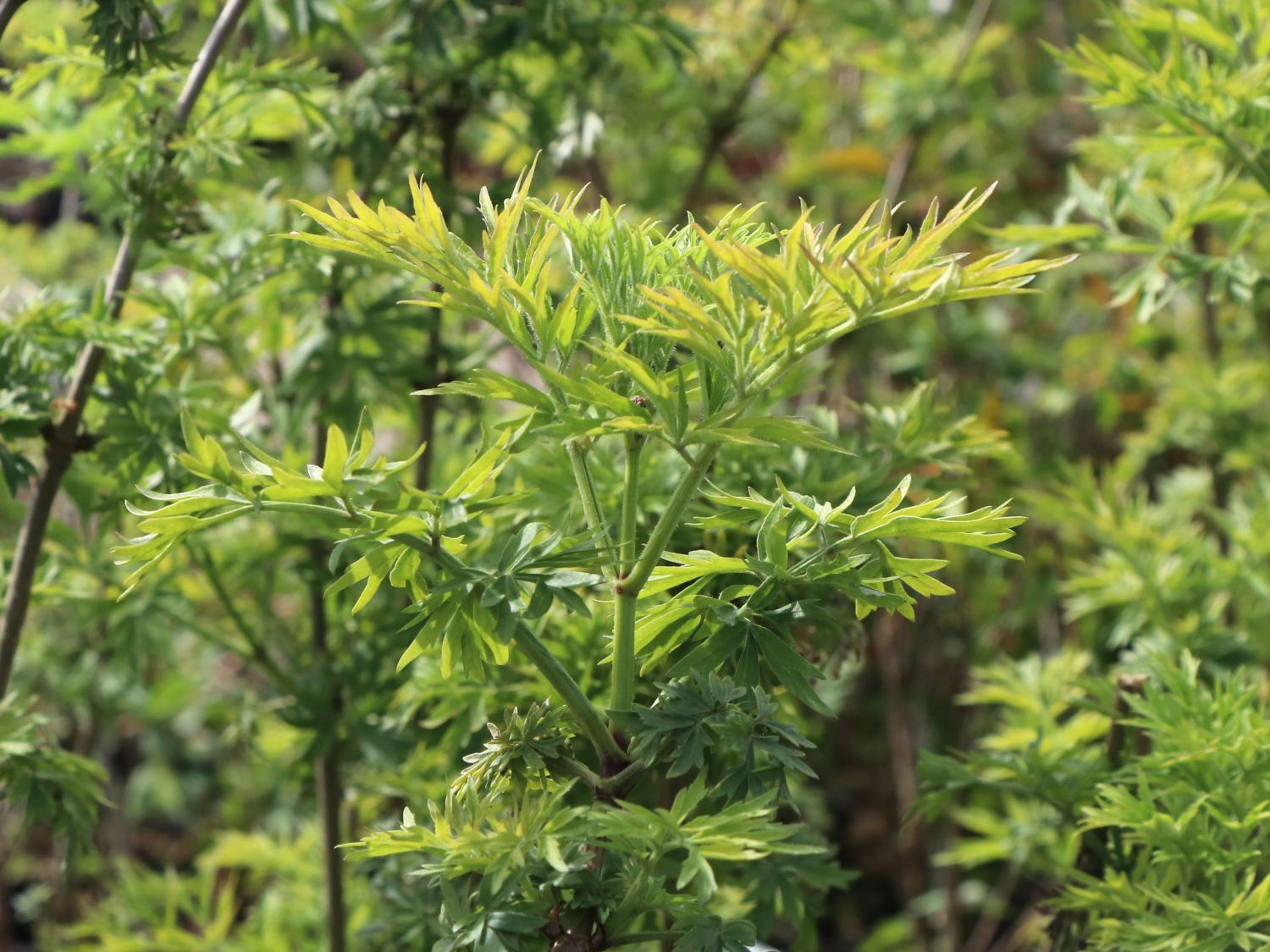 Gelblaubiger Säulen-Holunder 'Golden Tower' ®