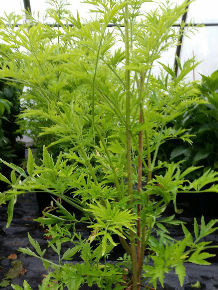 Gelblaubiger Säulen-Holunder 'Golden Tower' ® - Sambucus nigra 'Golden Tower' ®
