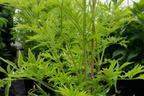 Gelblaubiger Säulen-Holunder 'Golden Tower' ® - Sambucus nigra 'Golden Tower' ®