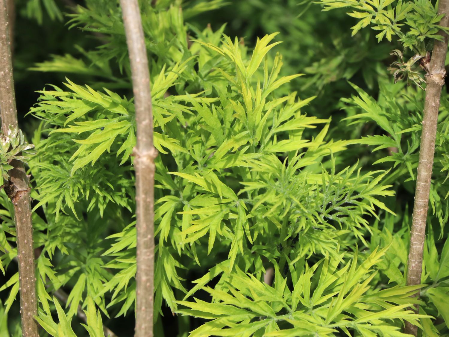 Gelblaubiger Säulen-Holunder 'Golden Tower' ® - Sambucus nigra 'Golden Tower' ®