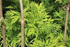 Gelblaubiger Säulen-Holunder 'Golden Tower' ® - Sambucus nigra 'Golden Tower' ®