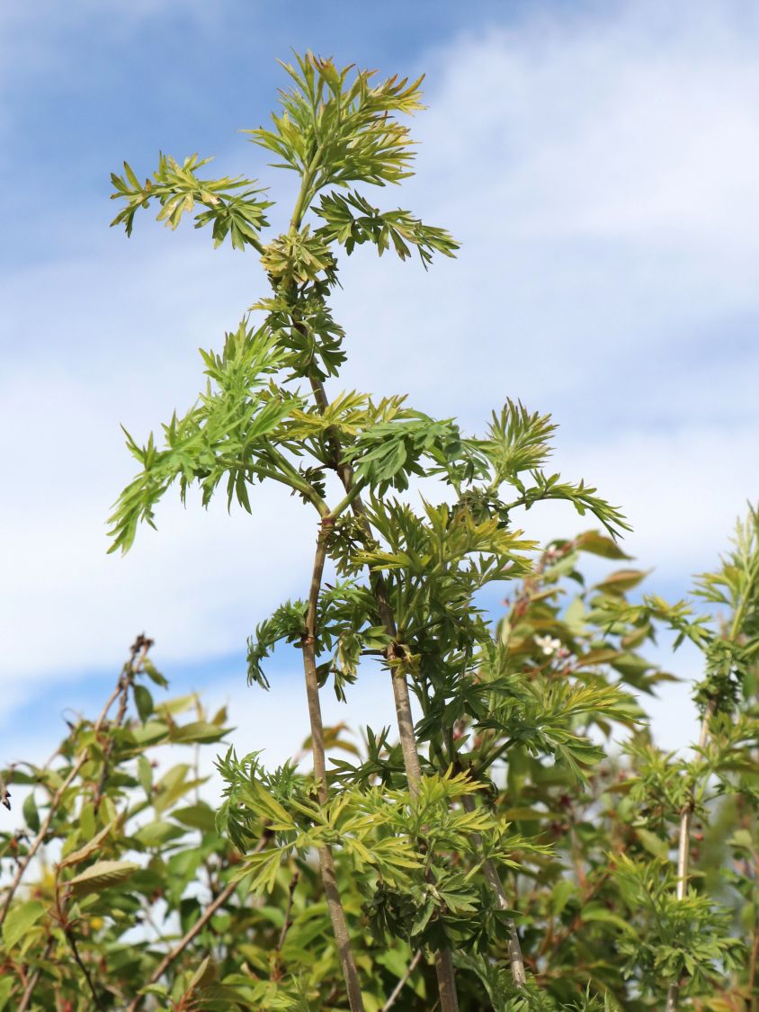 Gelblaubiger Säulen-Holunder 'Golden Tower' ® - Sambucus nigra 'Golden Tower' ®
