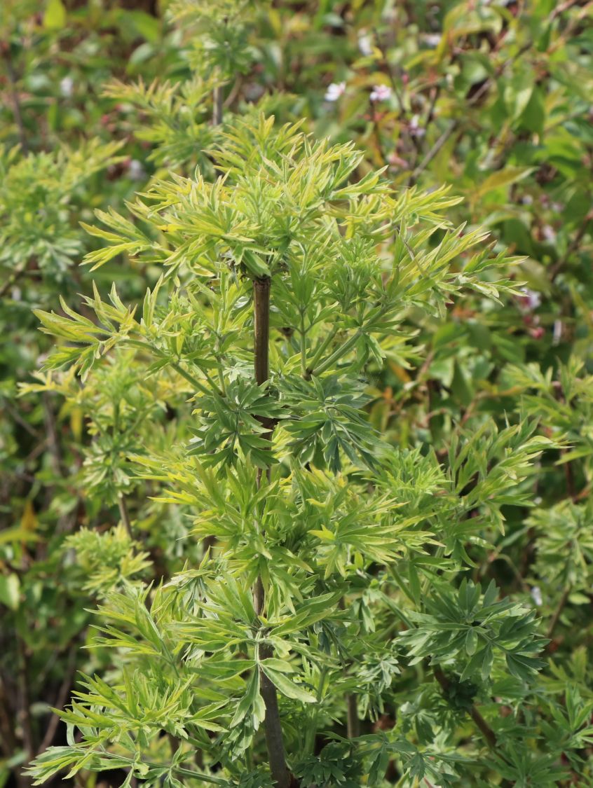 Gelblaubiger Säulen-Holunder 'Golden Tower' ® - Sambucus nigra 'Golden Tower' ®