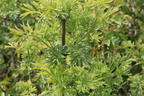 Gelblaubiger Säulen-Holunder 'Golden Tower' ® - Sambucus nigra 'Golden Tower' ®
