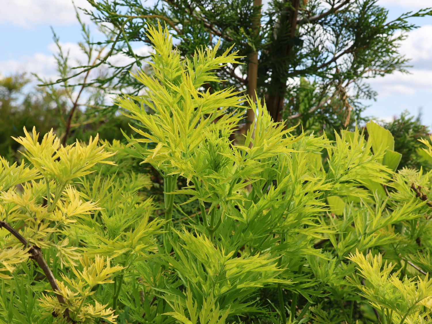 Gelblaubiger Säulen-Holunder 'Golden Tower' ® - Sambucus nigra 'Golden Tower' ®