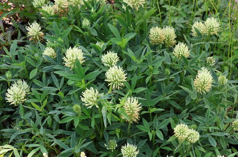 Blassgelber Klee - Trifolium ochroleucon