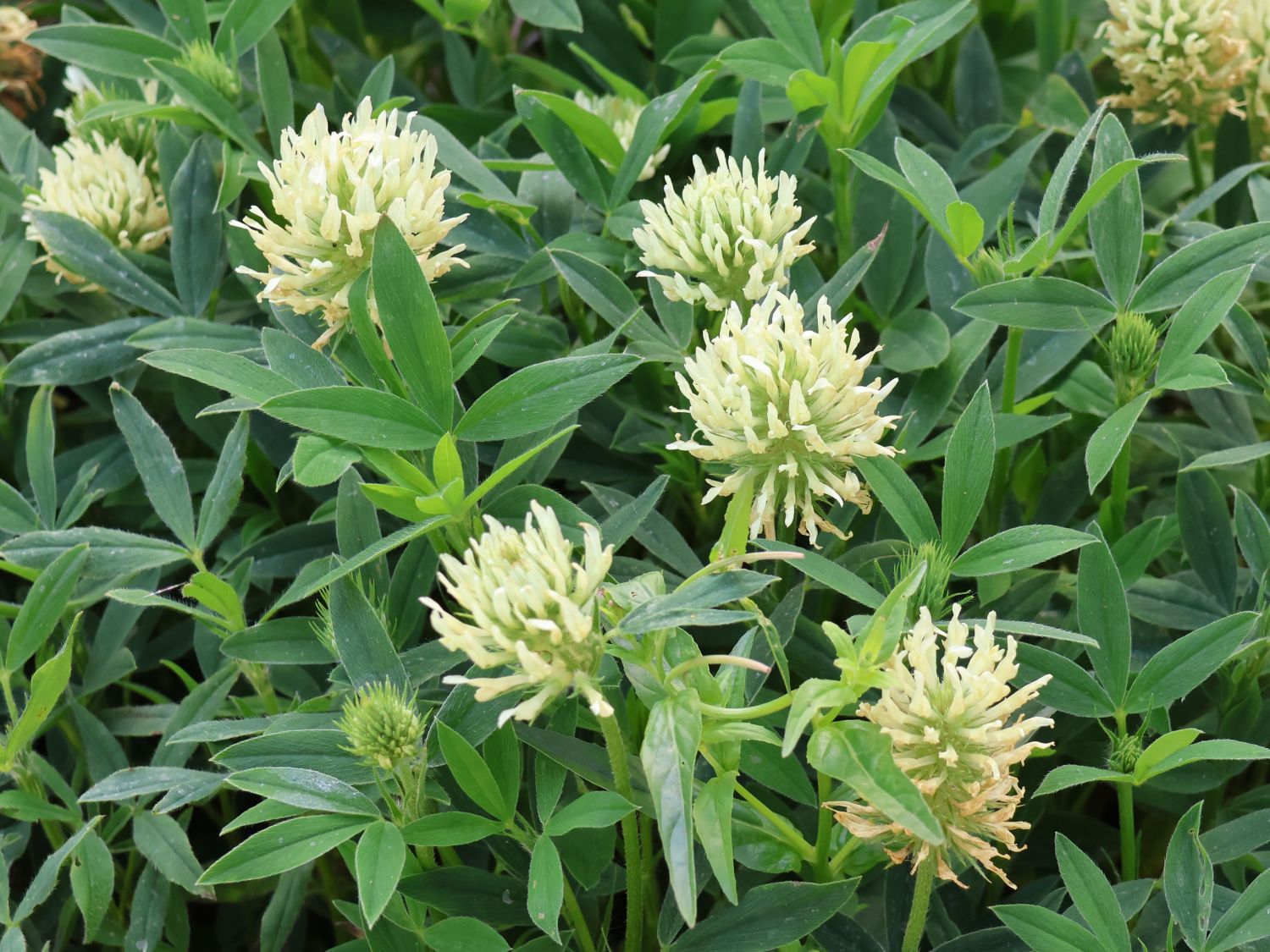 Blassgelber Klee - Trifolium ochroleucon