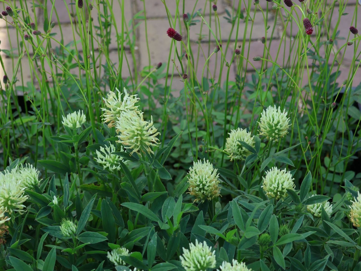Blassgelber Klee - Trifolium ochroleucon