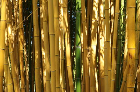 Gelbrohrbambus - Phyllostachys aureosulcata 'Aureocaulis'