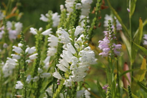 Virginische Gelenkblume 'Alba' - Physostegia virginiana 'Alba'