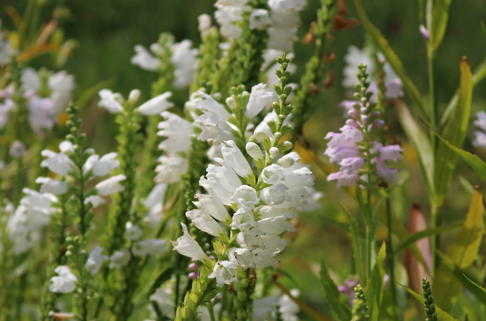 Virginische Gelenkblume 'Alba' - Physostegia virginiana 'Alba'