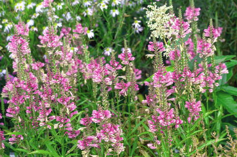 Gelenkblume 'Vivid' - Physostegia virginiana 'Vivid'