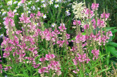 Gelenkblume 'Vivid' - Physostegia virginiana 'Vivid'