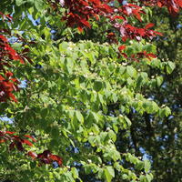 Gemeine Heckenkirsche / Rote Heckenkirsche - Lonicera xylosteum