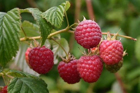 Gemeine Himbeere / Wildhimbeere - Rubus idaeus