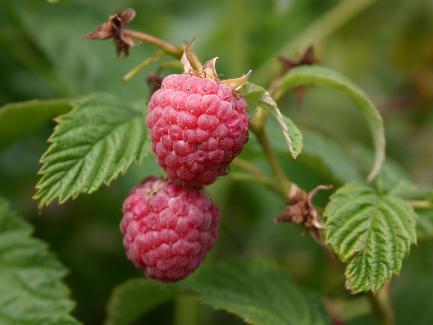 Gemeine Himbeere / Wildhimbeere Rubus idaeus Baumschule Horstmann