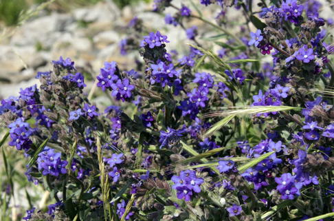 Gemeine Ochsenzunge - Anchusa officinalis