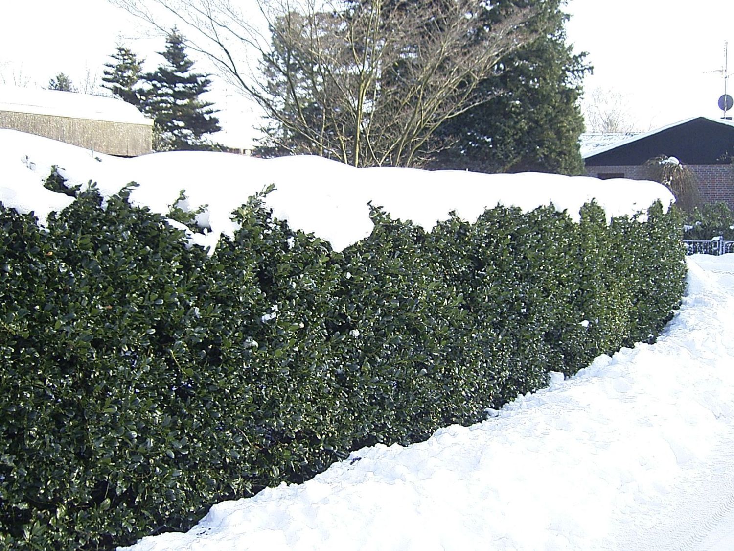 Gemeine Stechpalme / Wald-Stechpalme - Ilex aquifolium