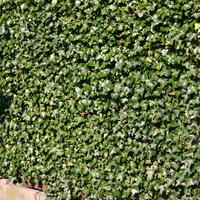Gemeiner Efeu - Hedera helix