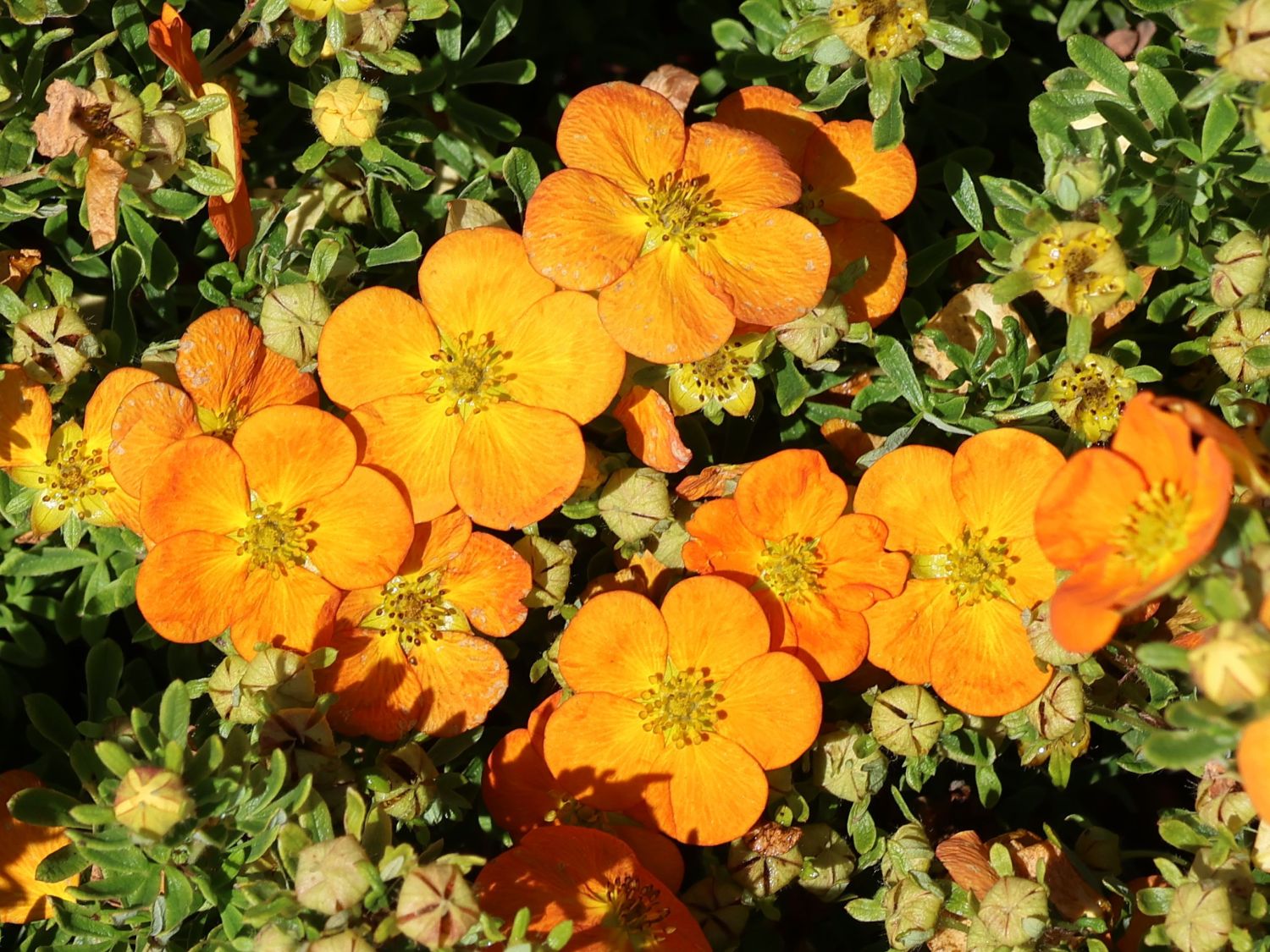 Gemeiner Fingerstrauch 'Bella Sol'