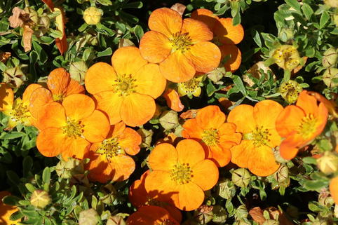 Gemeiner Fingerstrauch 'Bella Sol' - Potentilla fruticosa 'Bella Sol'