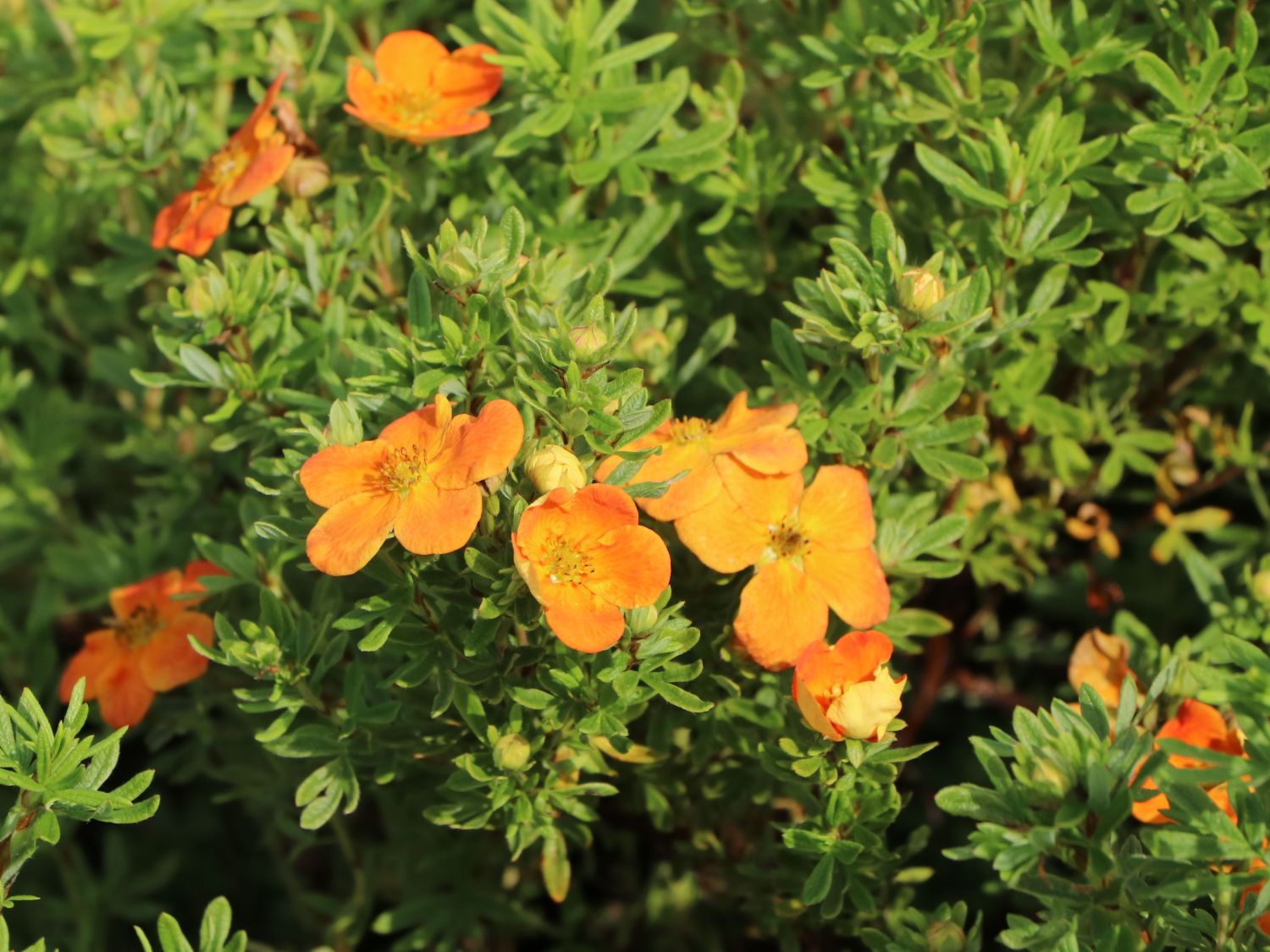 Gemeiner Fingerstrauch 'Bella Sol' - Potentilla fruticosa 'Bella Sol'