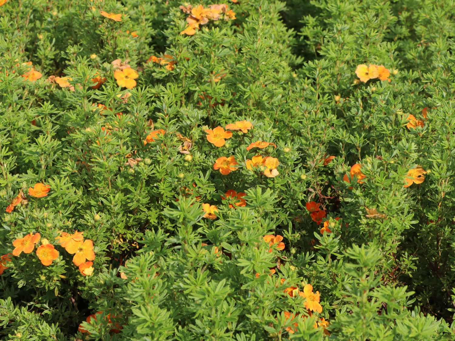 Gemeiner Fingerstrauch 'Bella Sol' - Potentilla fruticosa 'Bella Sol'