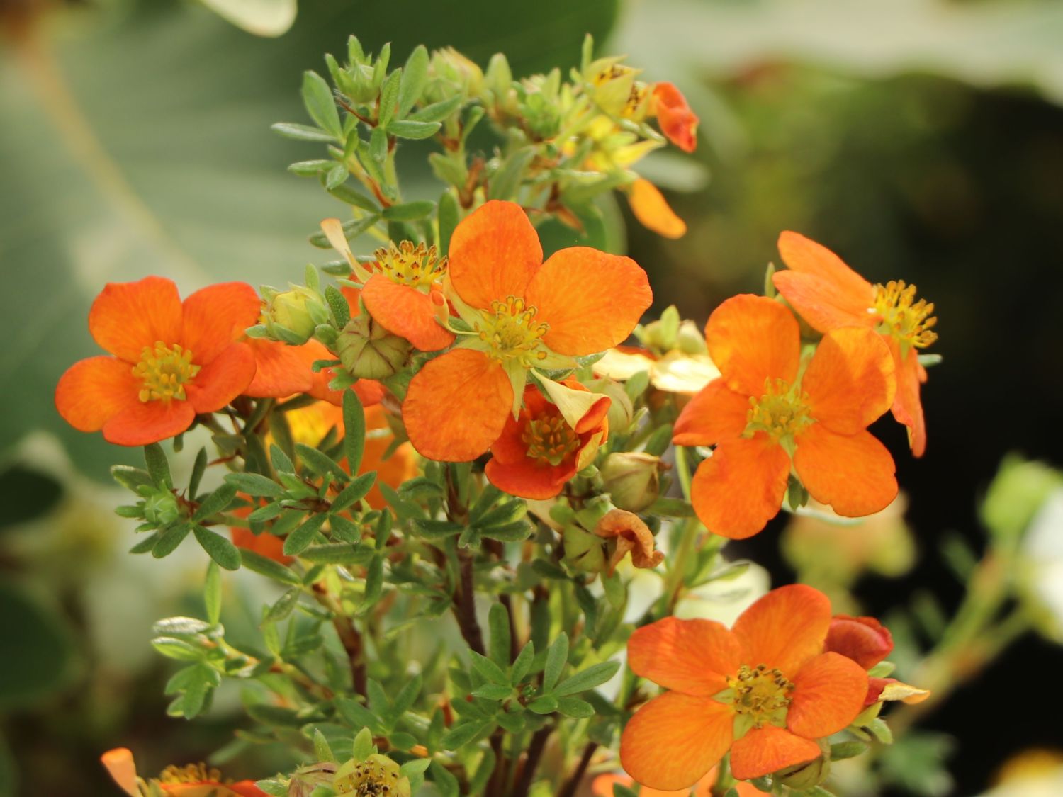 Gemeiner Fingerstrauch 'Bella Sol' - Potentilla fruticosa 'Bella Sol'