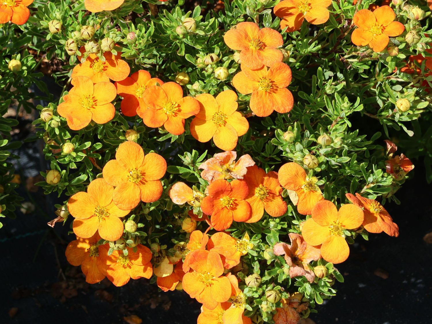 Gemeiner Fingerstrauch 'Bella Sol' - Potentilla fruticosa 'Bella Sol'