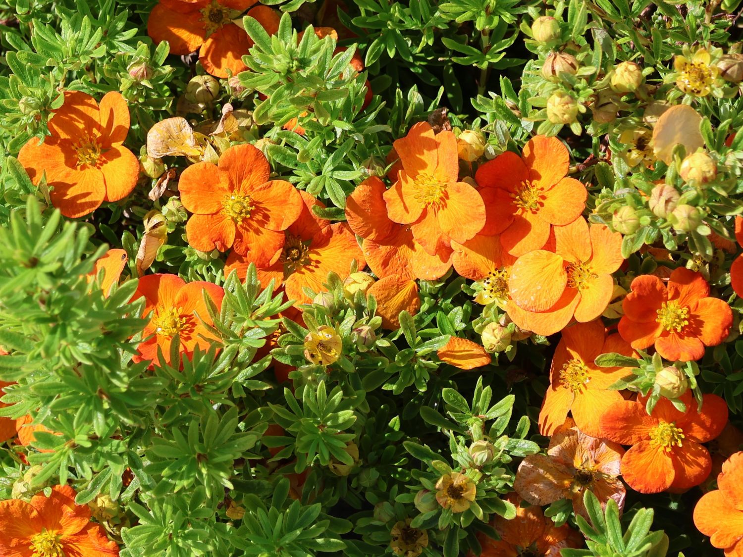 Gemeiner Fingerstrauch 'Bella Sol' - Potentilla fruticosa 'Bella Sol'