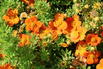 Gemeiner Fingerstrauch 'Bella Sol' - Potentilla fruticosa 'Bella Sol'