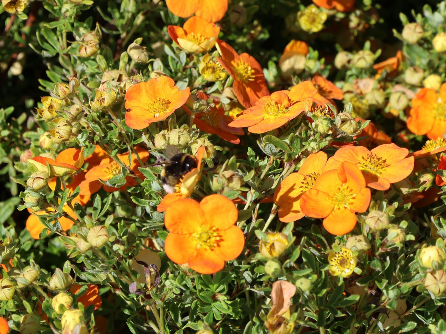 Gemeiner Fingerstrauch 'Bella Sol' - Potentilla fruticosa 'Bella Sol'