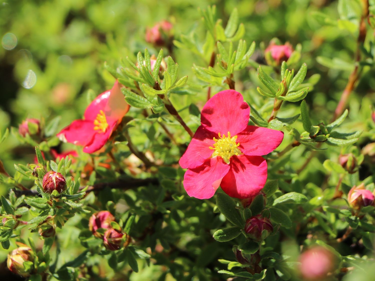 Gemeiner Fingerstrauch 'Danny Boy' - Potentilla fruticosa 'Danny Boy'