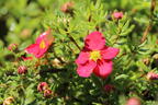 Gemeiner Fingerstrauch 'Danny Boy' - Potentilla fruticosa 'Danny Boy'