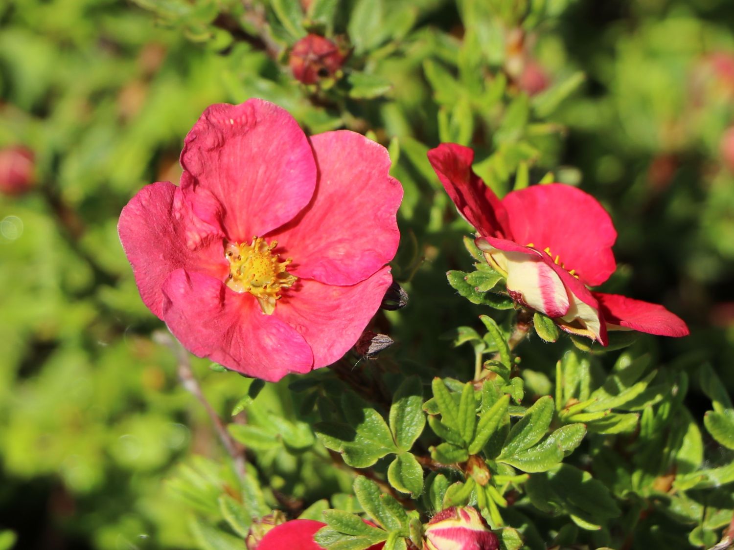 Gemeiner Fingerstrauch 'Danny Boy' - Potentilla fruticosa 'Danny Boy'