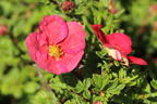 Gemeiner Fingerstrauch 'Danny Boy' - Potentilla fruticosa 'Danny Boy'
