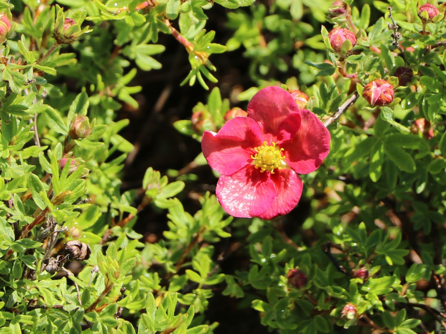 Gemeiner Fingerstrauch 'Danny Boy' - Potentilla fruticosa 'Danny Boy'