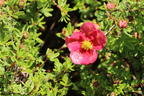 Gemeiner Fingerstrauch 'Danny Boy' - Potentilla fruticosa 'Danny Boy'