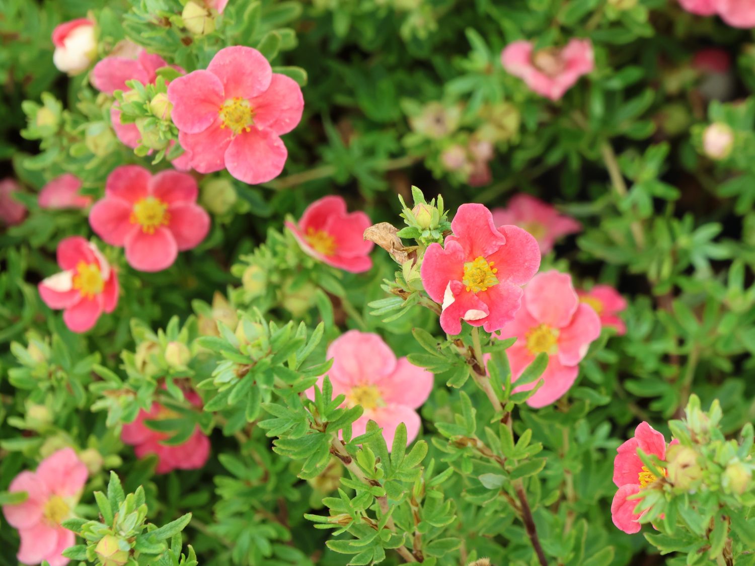 Gemeiner Fingerstrauch 'Danny Boy' - Potentilla fruticosa 'Danny Boy'