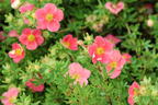 Gemeiner Fingerstrauch 'Danny Boy' - Potentilla fruticosa 'Danny Boy'