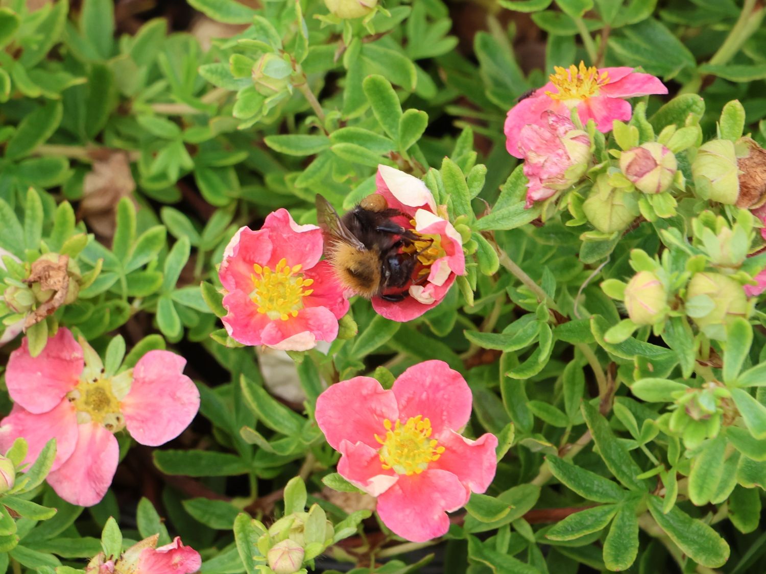 Gemeiner Fingerstrauch 'Danny Boy' - Potentilla fruticosa 'Danny Boy'