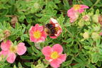 Gemeiner Fingerstrauch 'Danny Boy' - Potentilla fruticosa 'Danny Boy'