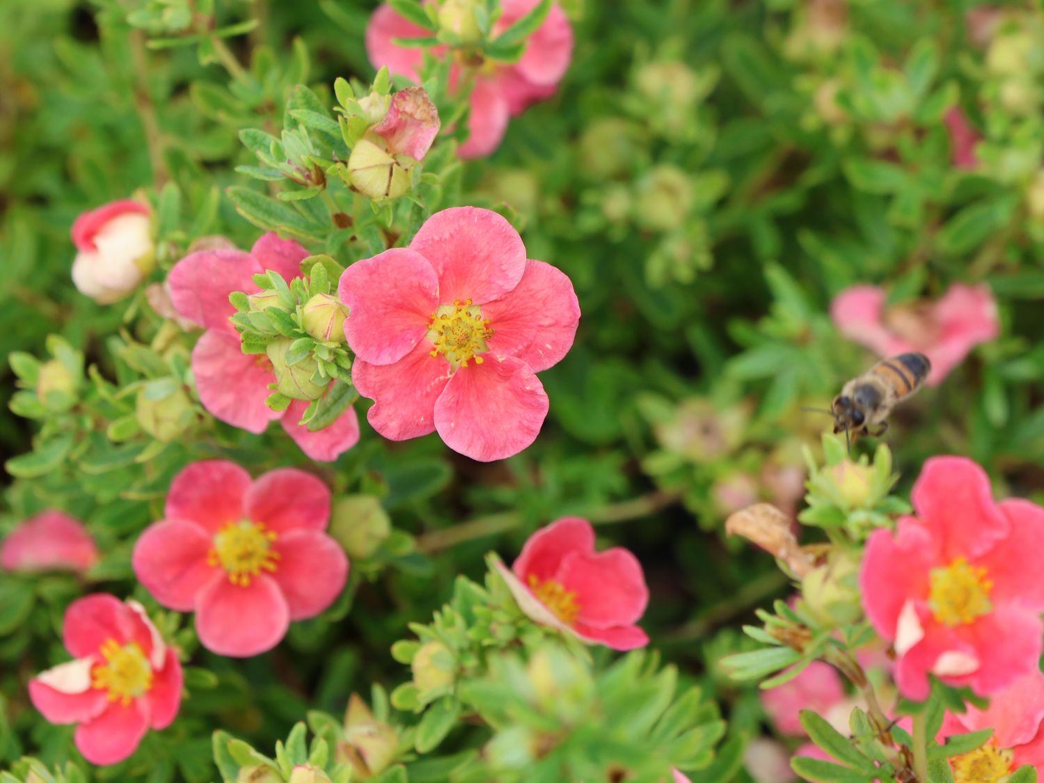 Gemeiner Fingerstrauch 'Danny Boy' - Potentilla fruticosa 'Danny Boy'