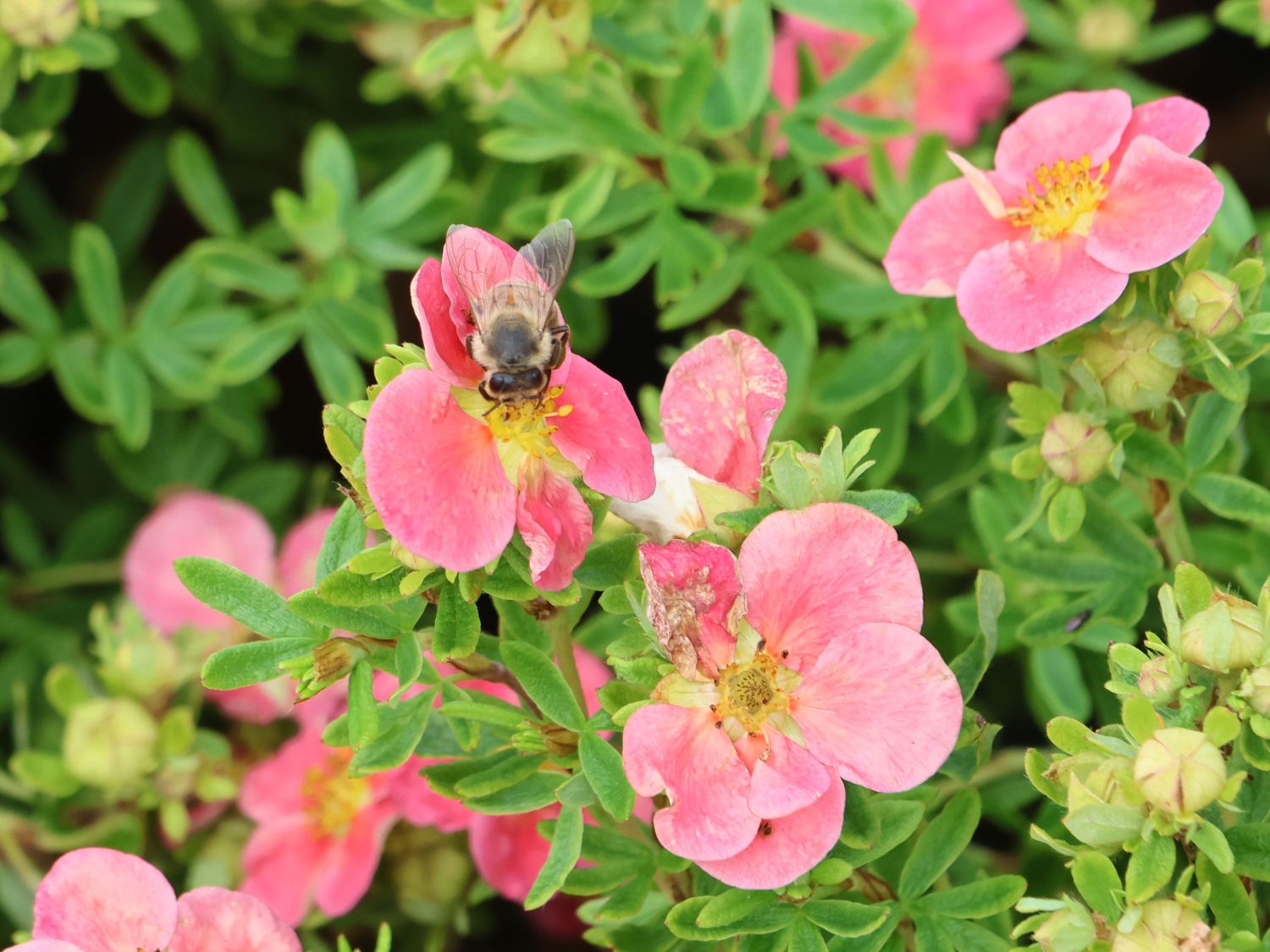 Gemeiner Fingerstrauch 'Danny Boy' - Potentilla fruticosa 'Danny Boy'