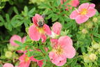 Gemeiner Fingerstrauch 'Danny Boy' - Potentilla fruticosa 'Danny Boy'