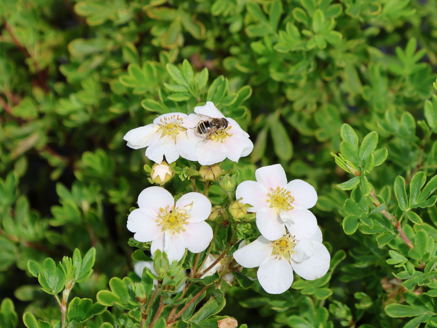Gemeiner Fingerstrauch 'Snowbird'
